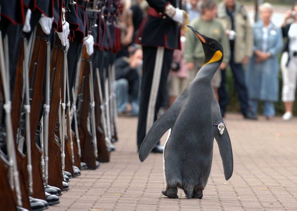 Королевский пингвин генералом Королевской гвардии Норвегии