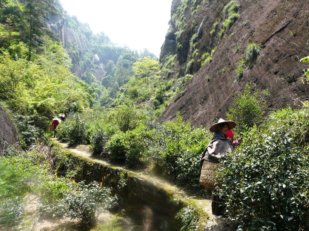 Сбор чая в горах Уишань