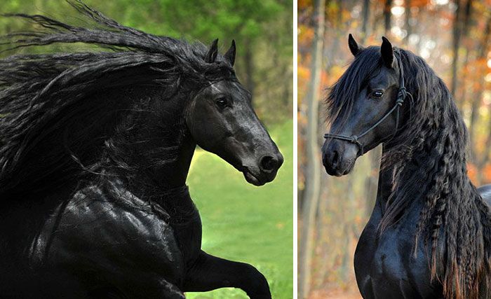 Фридрих Великий назван самым красивым в мире конем
