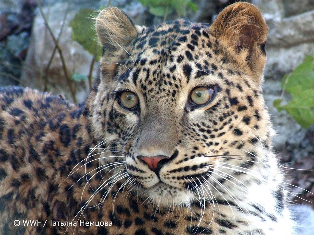 Возвращение кавказского барса. В дикую природу выпущены три переднеазиатских леопарда 