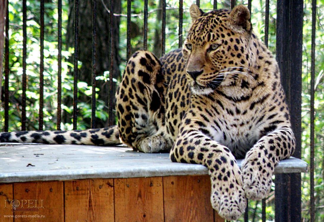 Переднеазиатский леопард, или кавказский барс