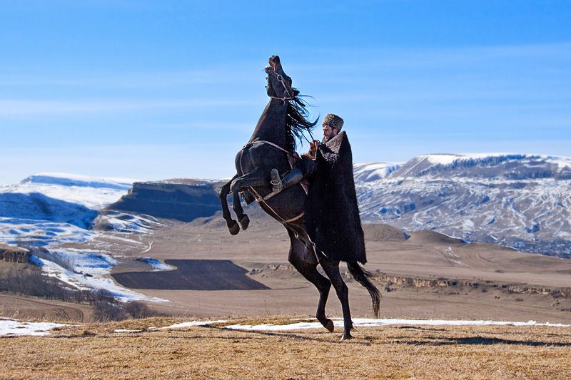 Лошадей карачаевской породы начнут поставлять в Турцию и Латинскую Америку