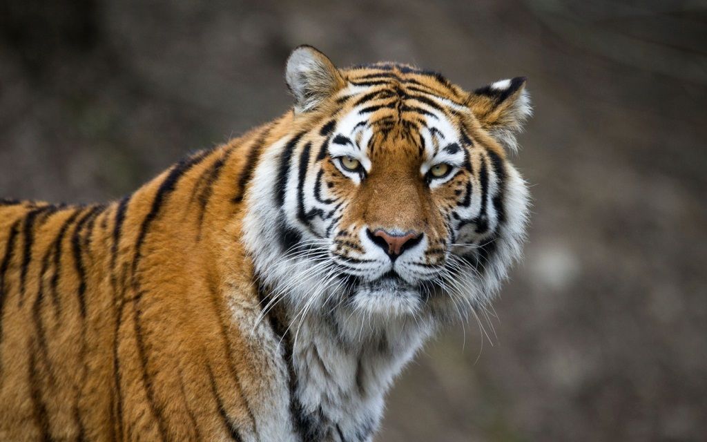 Международный день тигра отмечают сегодня в России и других странах