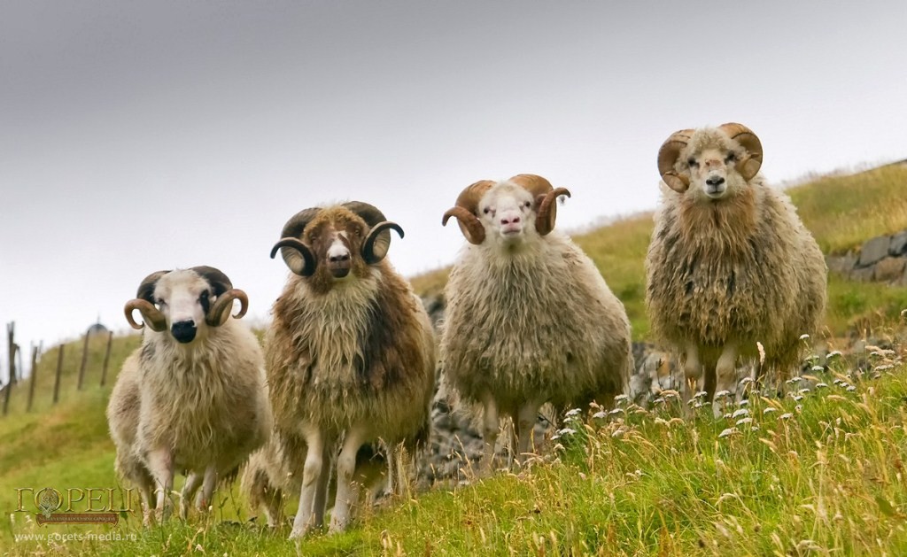 Овцы, вернувшиеся с конопляного поля, устроили погром в поселке