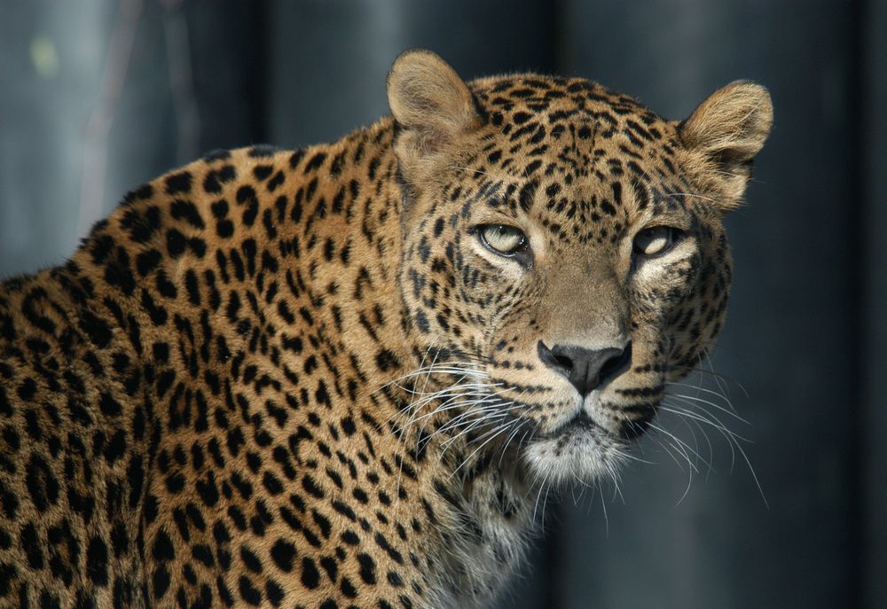 На Северном Кавказе будут платить за следы леопарда