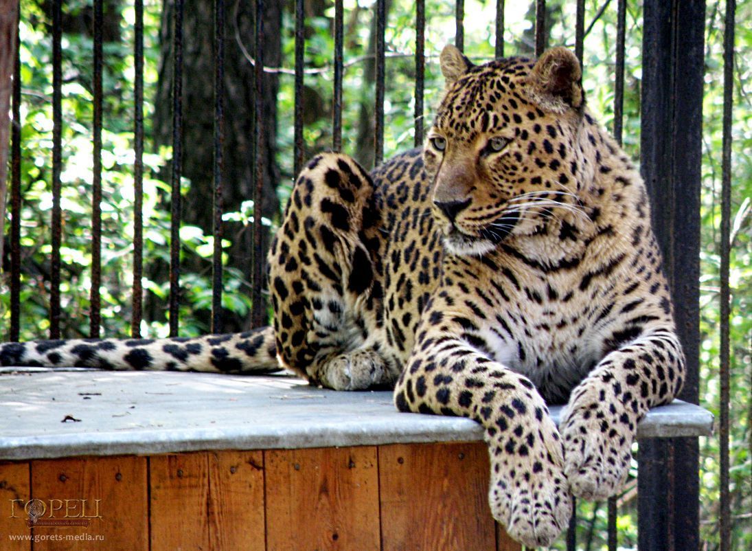 Переднеазиатский леопард или, как его еще  называют,  кавказский барс