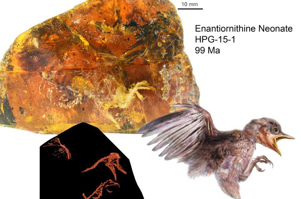 Птенца, жившего около 100 миллионов лет назад, обнаружили в куске янтаря 