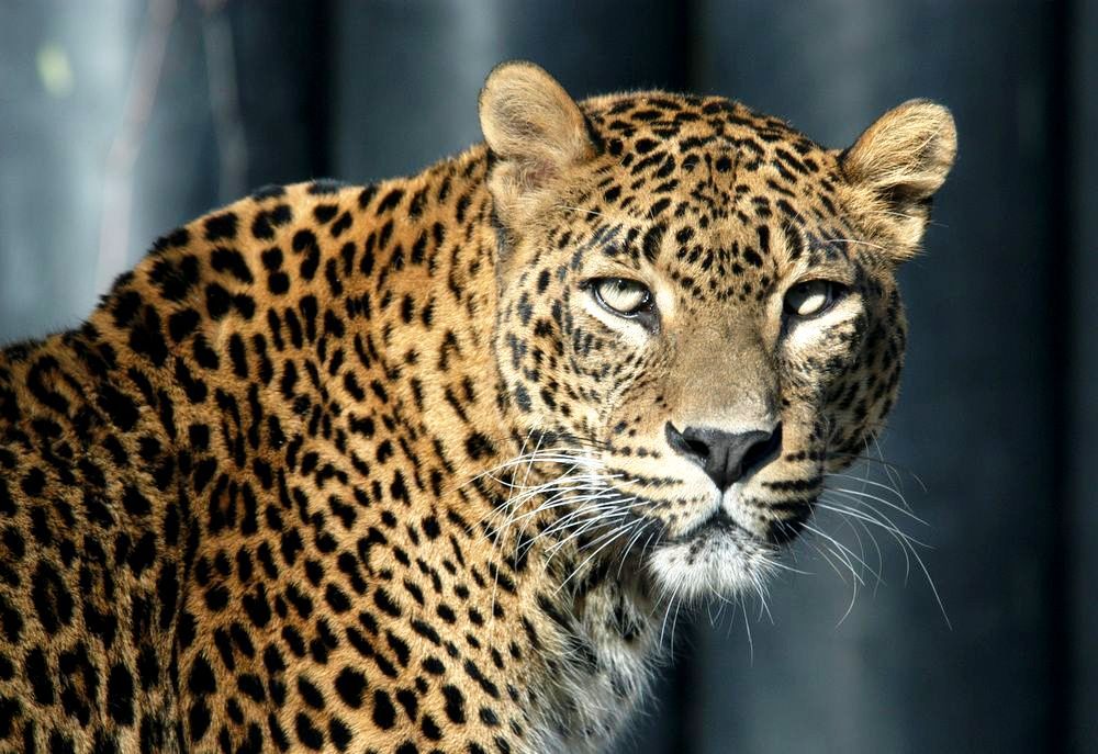 Переднеазиатский леопард, или Кавказский барс
