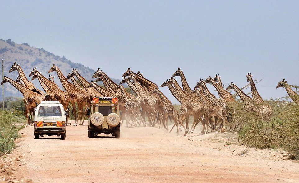 Стадо жирафов заблокировали и заворожили туристов в Кении