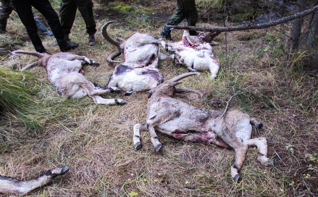 Браконьеры убили 8 козерогов в горно-алтайском Шавлинском заказнике 