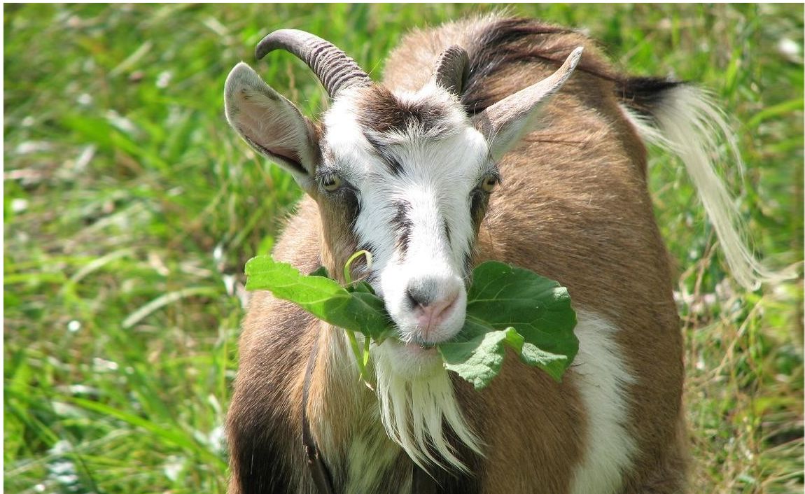 В Сербии хозяева зажарили козу, съевшую все их сбережения в €20 тысяч 