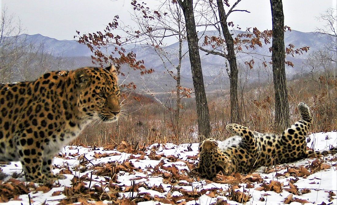 Фотоловушки засняли редкие кадры дальневосточных леопардов