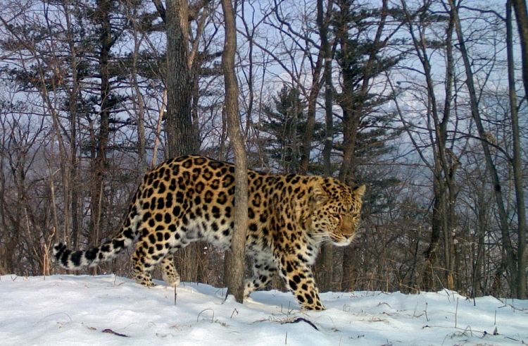 Леопард Валера устроил для соседей «пиршество» на вершине горы 