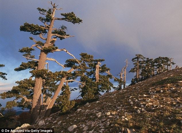 Самое старое дерево в Европе нашли в горах Италии