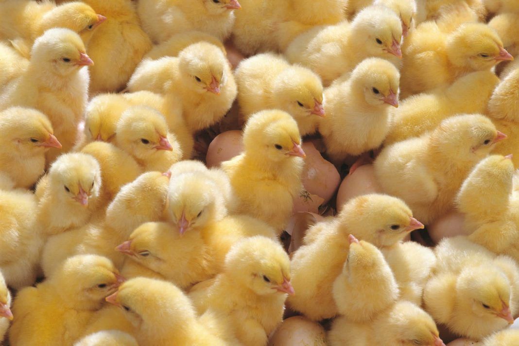 Тысячи цыплят вылупились в Грузии из выброшенных на свалку яиц