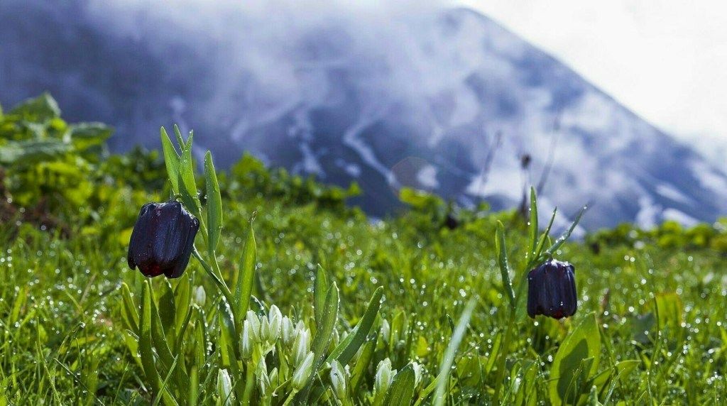 В горах Кабардино-Балкарии зацвели чёрные тюльпаны