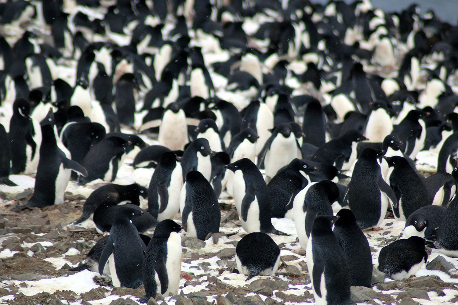 Ученые обнаружили в горах Антарктиды мега-колонию пингвинов