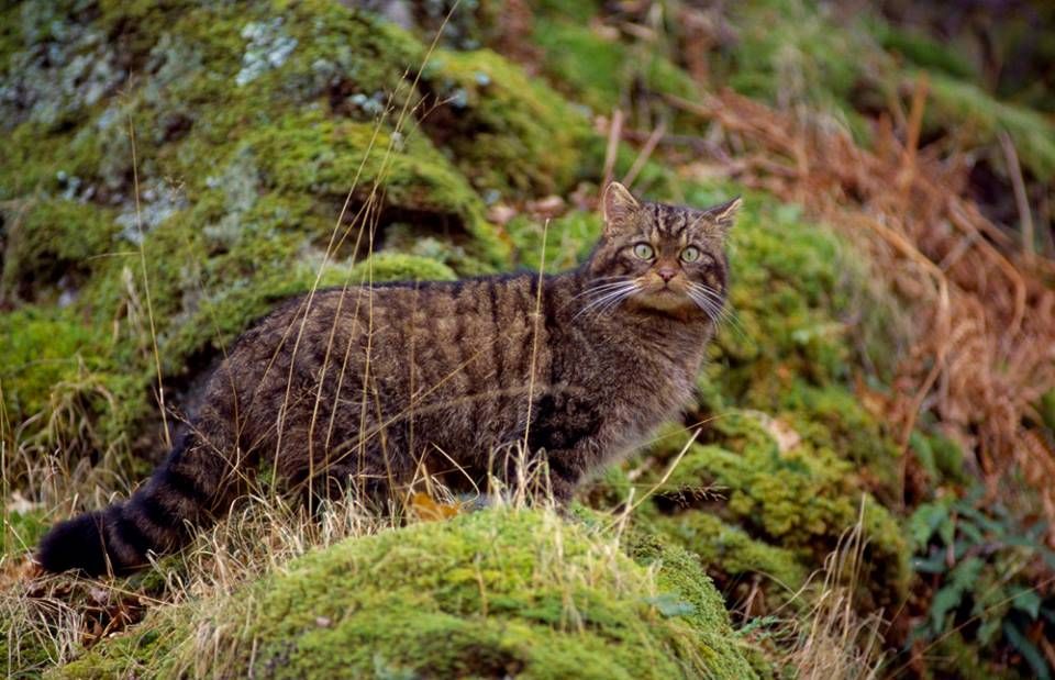 В горах Шотландии фотокамера сняла самого крупного лесного кота в истории