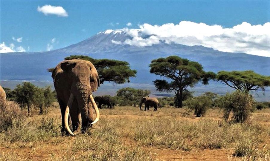 В Кении умер знаменитый слон Тим с самыми длинными бивнями 