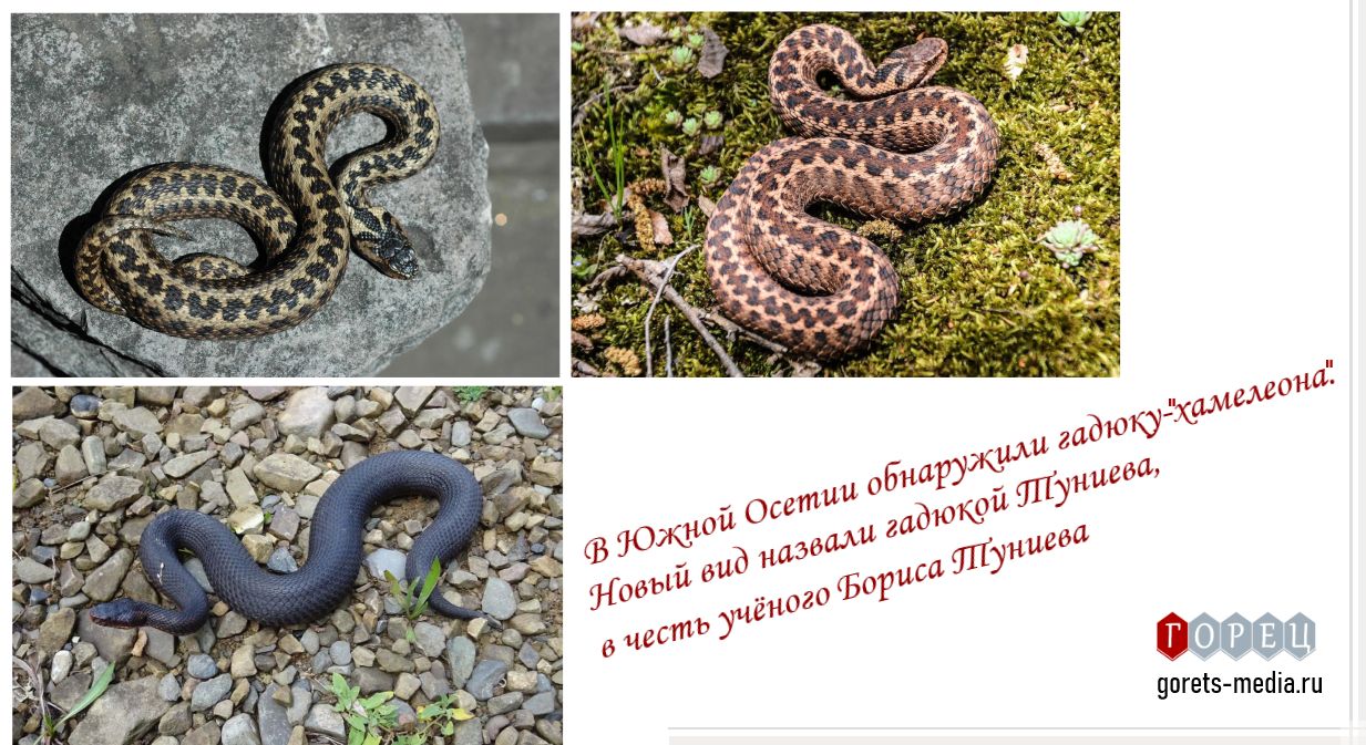 В Южной Осетии обнаружили гадюку-«хамелеона»
