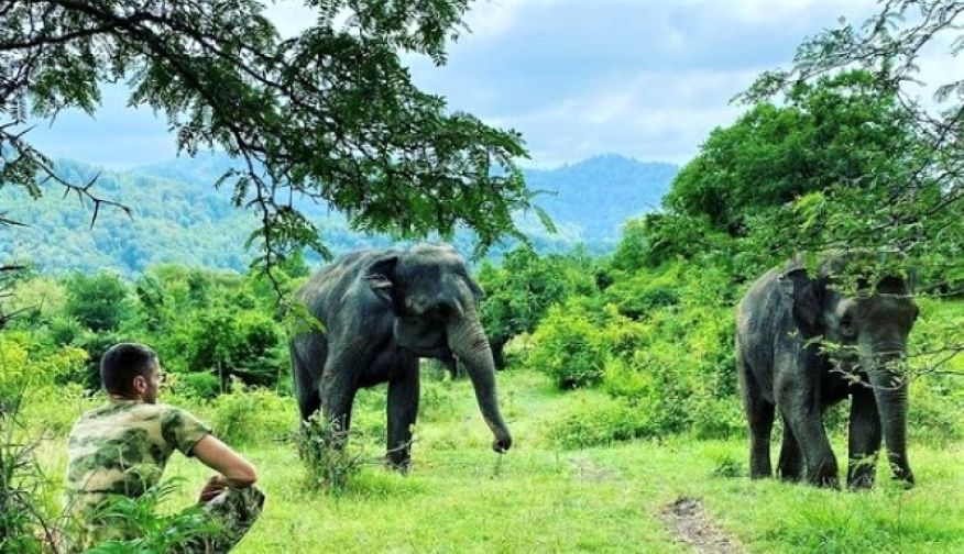 парк-санаторий для цирковых слонов в Сочи