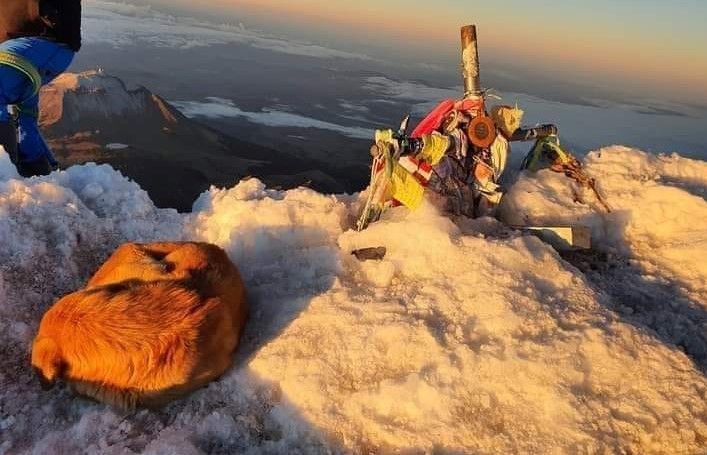 Альпинисты поднялись на «крышу Мексики», чтобы спасти бездомную собаку 