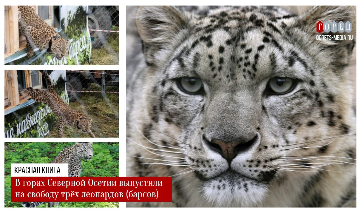 В горах Северной Осетии выпустили на волю трёх леопардов (барсов)