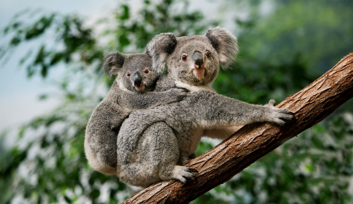 Австралийские коалы признаны исчезающим видом