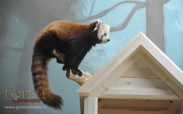 Красную панду впервые показали посетителям в Московском зоопарке 
