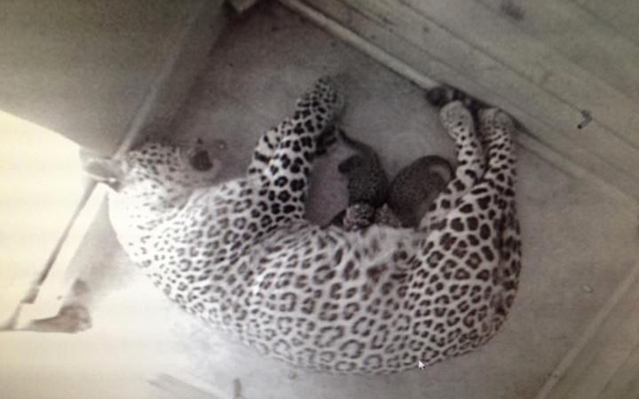 Три котенка переднеазиатского леопарда родились в сочинском нацпарке 