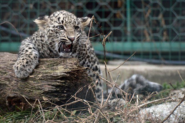 Питомник переднеазиатских леопардов в Сочи посетил Жан-Клод Килли 