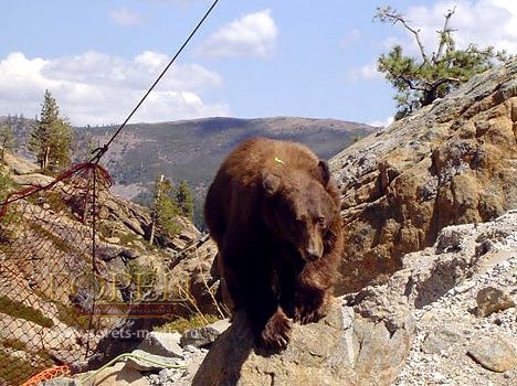 В горах Калифорнии медведь сутки провисел над ущельем