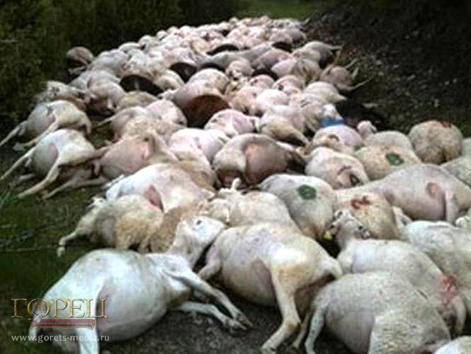 В боливийских Андах молния убила стадо овец и коров » Журнал ГОРЕЦ »  Познавательно о высоком