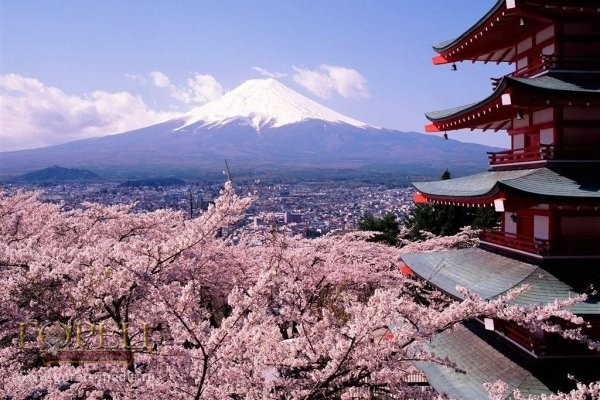 Сезон цветения сакуры официально объявлен открытым в Японии