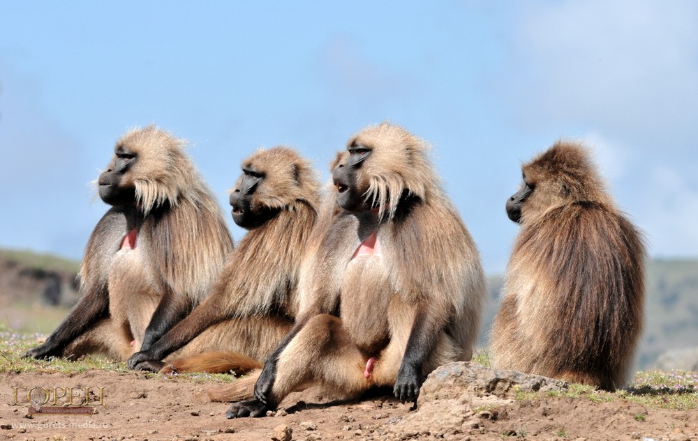 В Эфиопии обезьяны подружились с волками