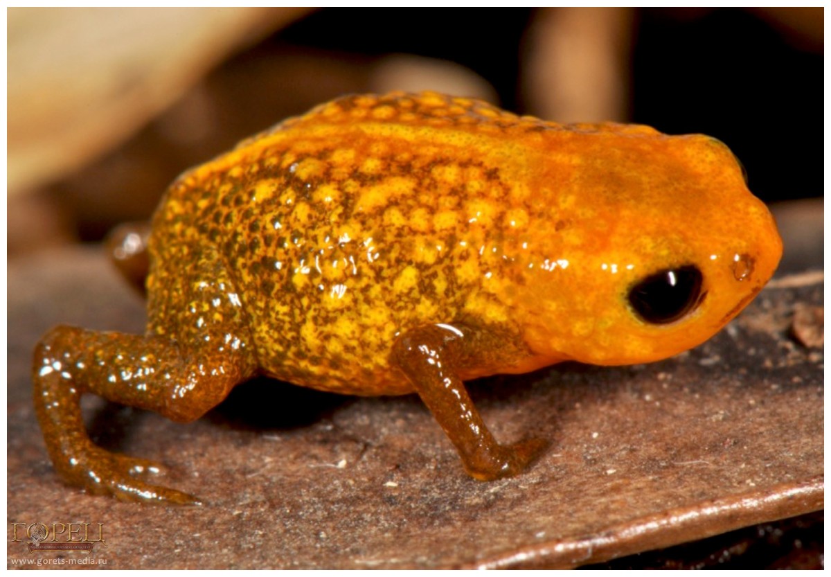 Бразильские зоологи обнаружили семь новых видов жаб