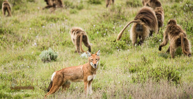 На высокогорных лугах Эфиопии волки мирно соседствуют с обезьянами