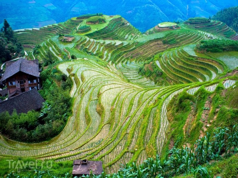 Рисовые поля на Филиппинах