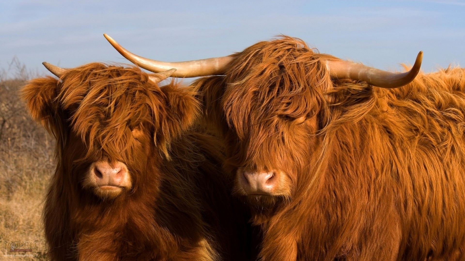 В Киевский зоопарк прибыли шотландские высокогорные коровы