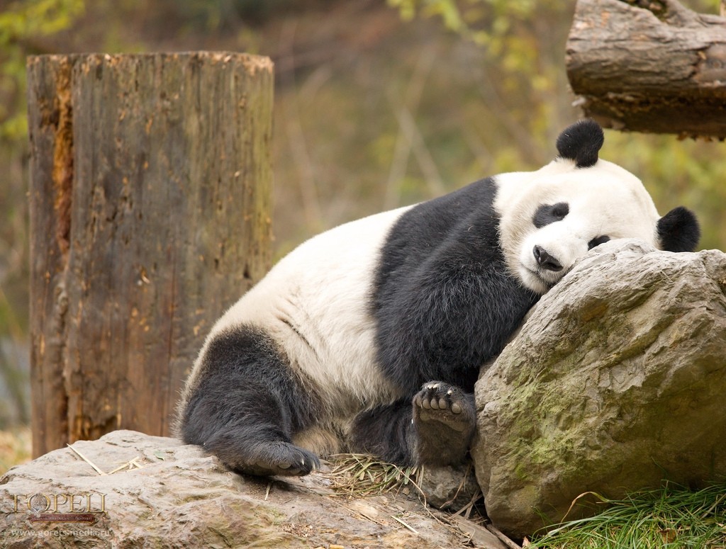 Самый дорогой в мире чай выращивают на медвежьем навозе и собирают в костюме панды