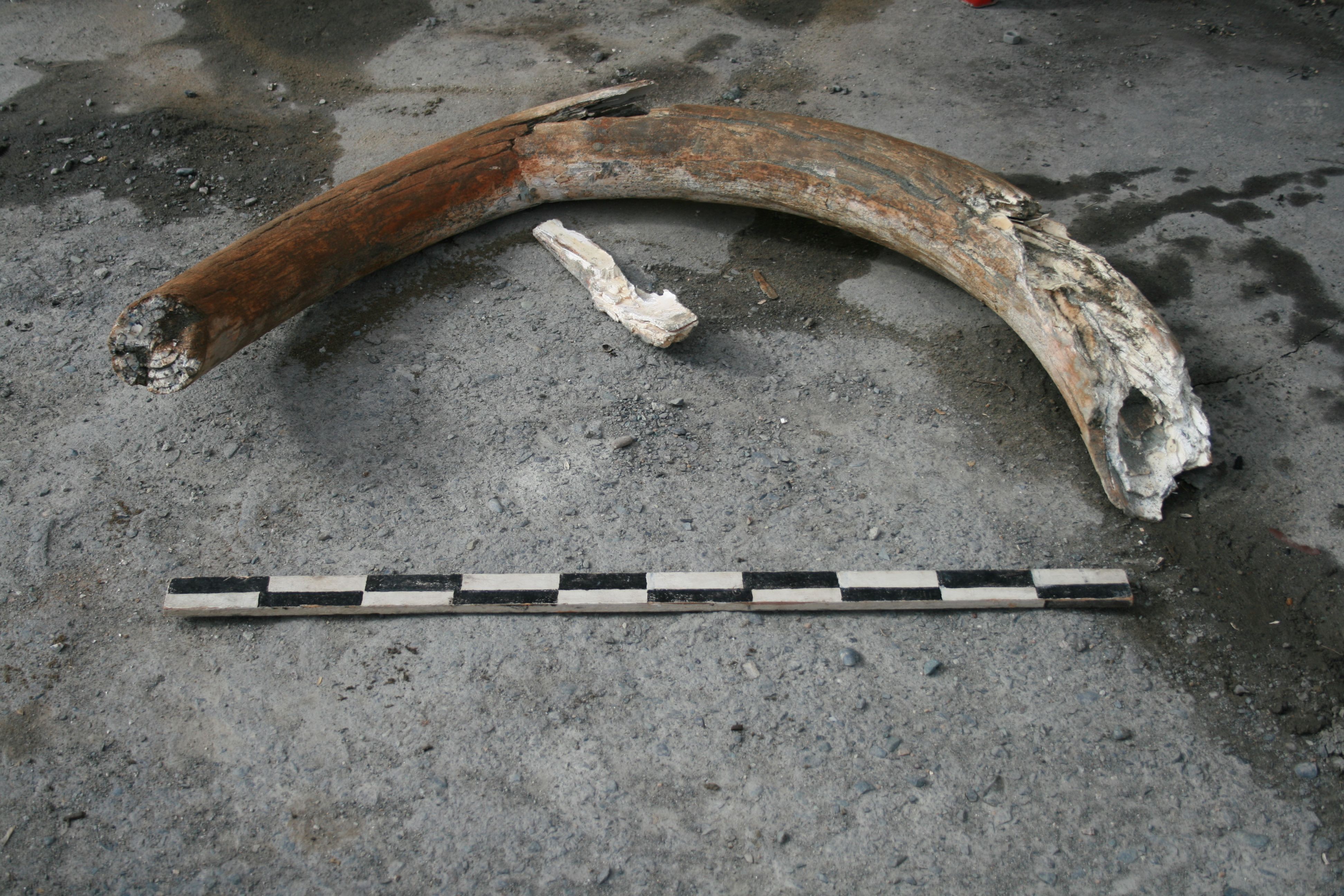 Двухметровый бивень мамонта обнаружили в карьере на Алтае 