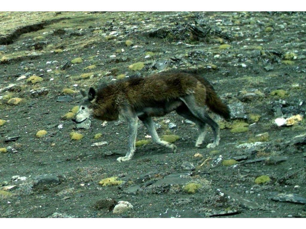 Ученые призывают защитить редчайшего гималайского волка