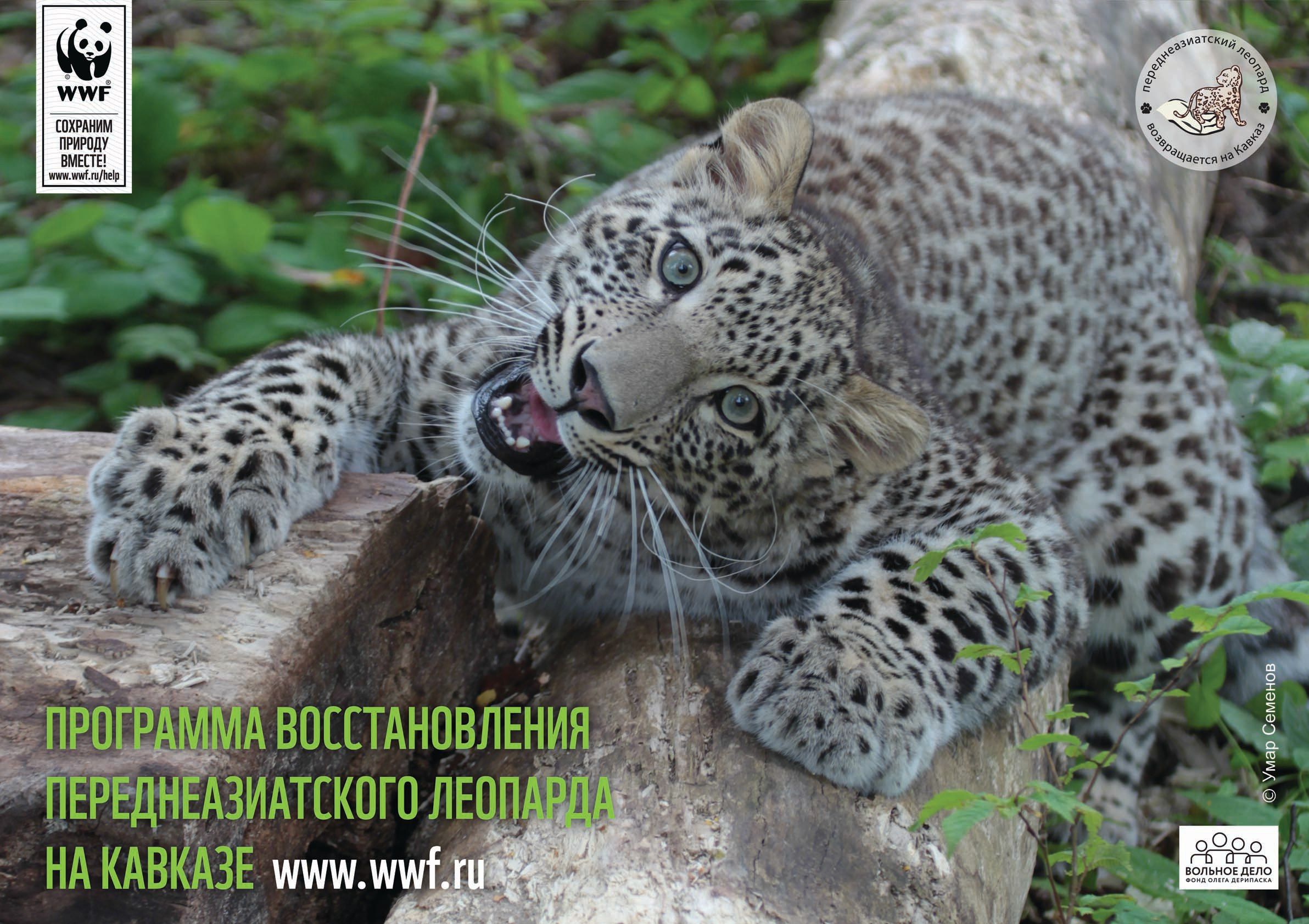 Переднеазиатский леопард вернется в Северную Осетиюп