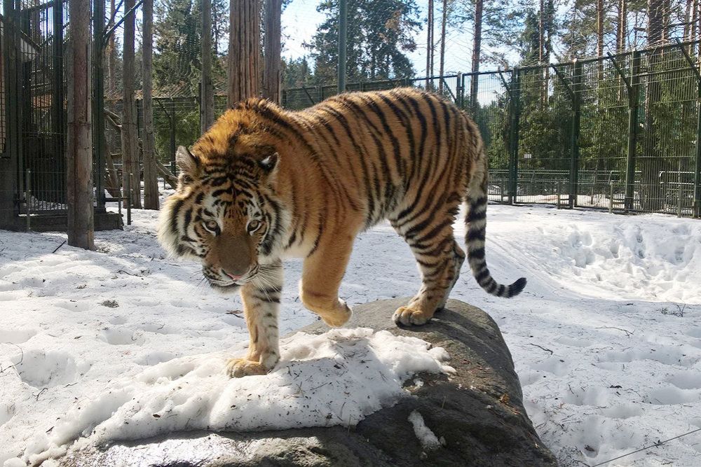 Амурский тигр поселился в зоопарке Деда Мороза