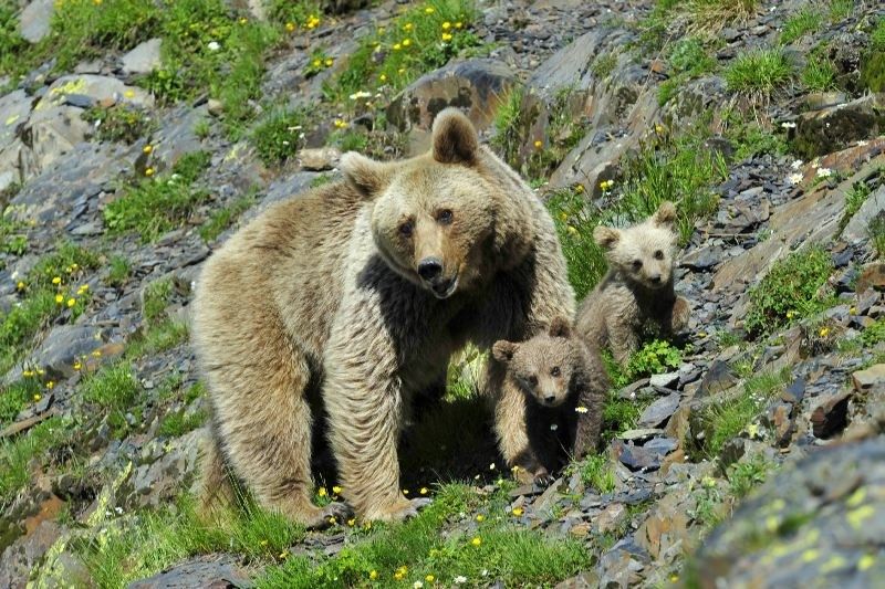 Дикие медведи пугают жителей горного Сочи 