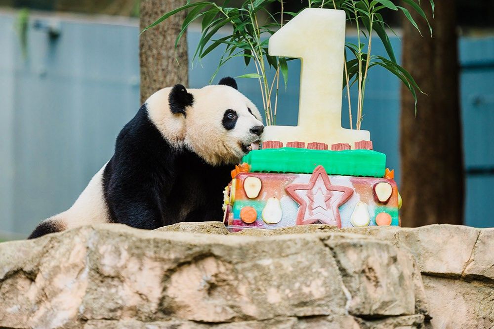 Панда Бэй Бэй отпраздновала свой первый день рождения