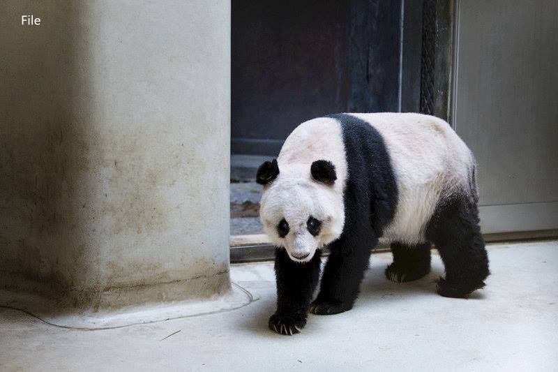  Старейшая панда в мире отпраздновала 38-летие