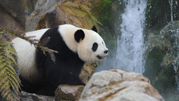 В китайском заповеднике появился на свет детеныш панды