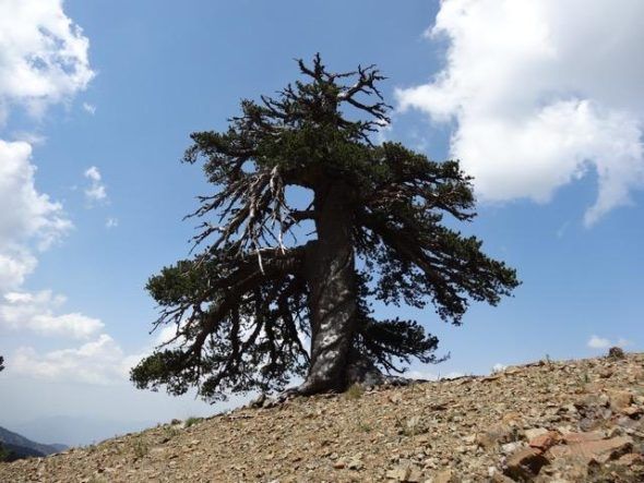 Ученые обнаружили древнейшее дерево в Европе