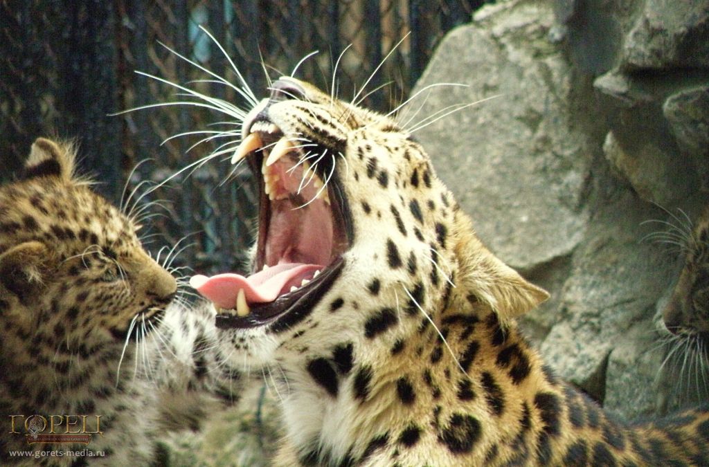 Глава Минприроды предложил имена для котят леопарда из Сочи 